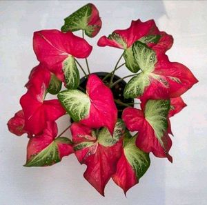 Caladium Plant
