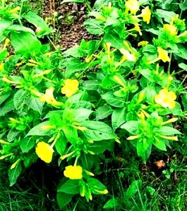 Unique 5o&#39;clock 🕔Yellow 💛 Colour Flower Seeds.
