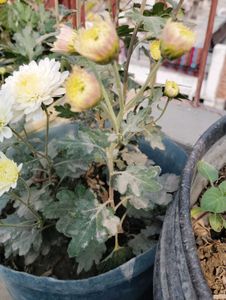 4 Flowers Plant