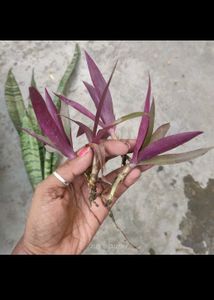 Raheo,Ajwain Purple Heart Wid Free Portulaca