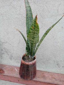 Snake Plant