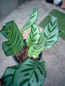 Beautiful Leafs Plants Combo