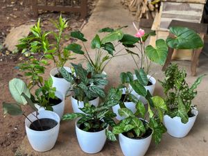 10 Live Root Plants