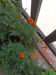 Two Marigold Plant With Root