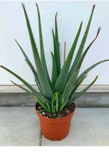 Aloevera Plant With Roots