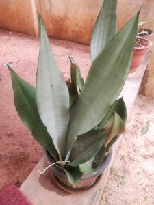 Moonshine Snake Plant With Root