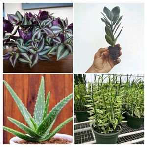 12 Indoor Plant Collection