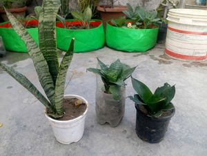 Snake Plant Combo