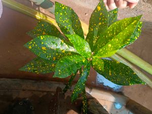 Mix Air Purifying Plants Combo