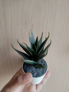 Artificial Succulent✨