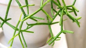Pencil Cactus 🌵