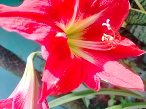 Lily Plant Live