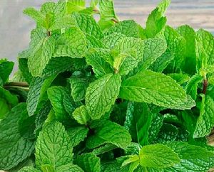 पुदीना जड़ जिवित, Pudina Roots Plant Live