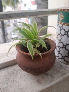 Real Spider Plant, Healthy Roots In Tiny Clay Pot