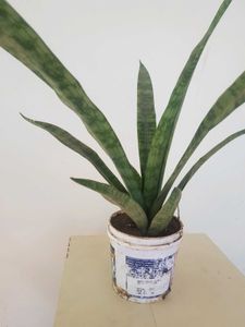 Snack Plant