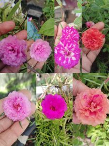 Combo Of 15 Colours Mixed Portulaca Plant