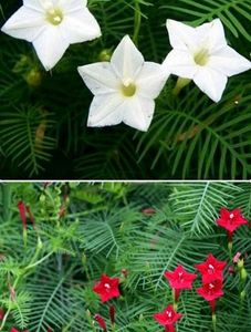Plant Combo