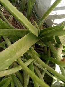 4 Plants Combo Aloe Vera