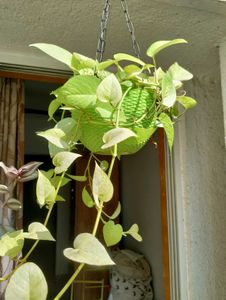 Money Plant Cuttings -3 With Nodes