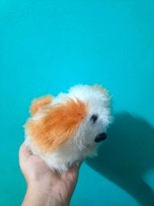 Kawaii White Doggy SoftToy