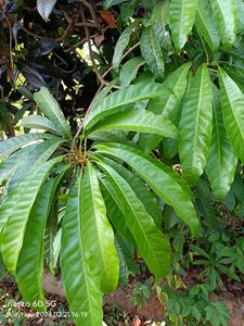 Egg Fruit Plant