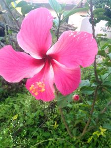Pink Hibiscus
