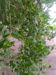 Turtle Vine Green Live Plant