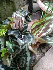 2 Peacock Ginger Bulbs (Kaempferia Rotunda)