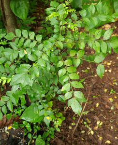 Curry Leaf Plant