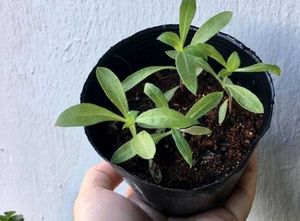 Gomphera plants