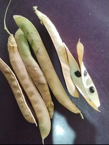 Aprajita Plant Seeds