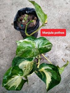 Mix Plants Combo Offer