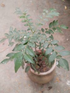 Combo Of 2  Curry Leaves Or Jamun Plant
