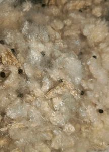 shimmer cotton(2kg)