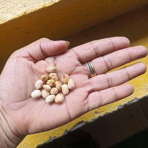 Fruits Seeds @ Low Price