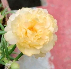 Table Rose 🌹