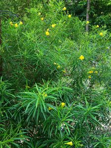 Yellow Oleander Sapling