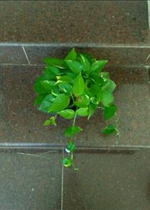 11 Live Root Plants
