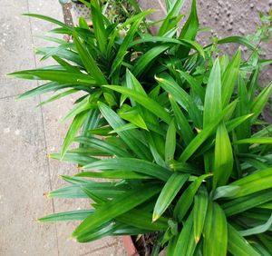 Biriyani Plant /Pandanus amaryllifolius With Roots