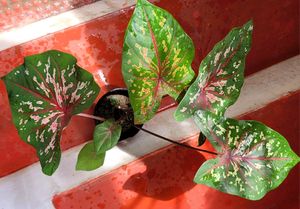 Caladium Biclor Plant🌵&amp; Pot