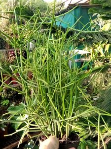 Combo Of 4 Healthy Plants
