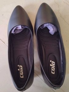 COLO Black Pointed Bellies