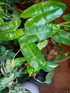 11 Rare Plant