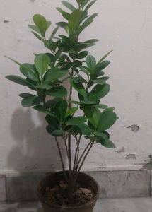 Green/Panda Ficus