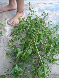 anti dandruff shampoo