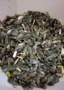 Sunflower Seeds + Freebies