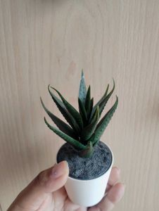 Artificial Succulent✨