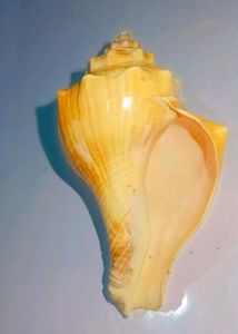 Natural Seashell Decor