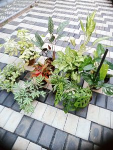 10 Live Root Plants
