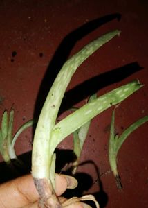 Aloevera Plants (6 Plants)